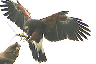bird_of_prey_001.jpg